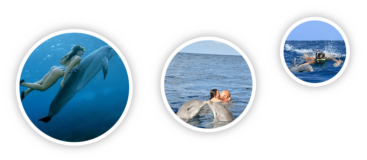 Turista experimentando un esnórquel de delfines en aguas abiertas en la Academia de Delfines de Curaçao.