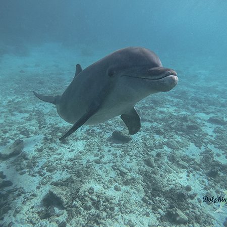 Meet Annie the dolphin at the Dolphin Academy in Curaçao.