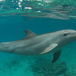 Meet Djoli the dolphin at the Dolphin Academy in Curaçao.