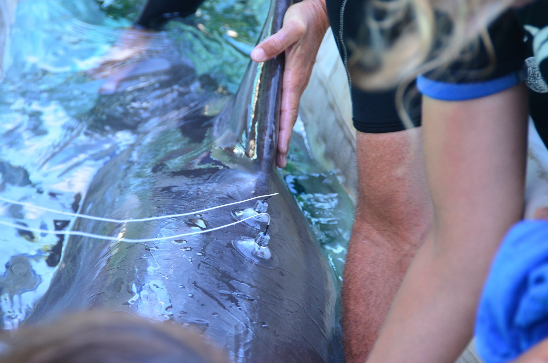 A dolphin in the water at the dolphin academy in Curaçao receiving the best health care.