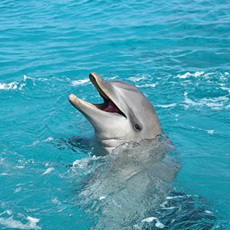 Meet Kayena the dolphin at the Dolphin Academy in Curaçao.