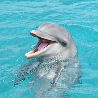 Meet Suku the dolphin at the Dolphin Academy in Curaçao.